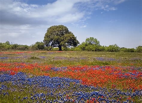 15 Incredible Texas Wildflowers You Should Know