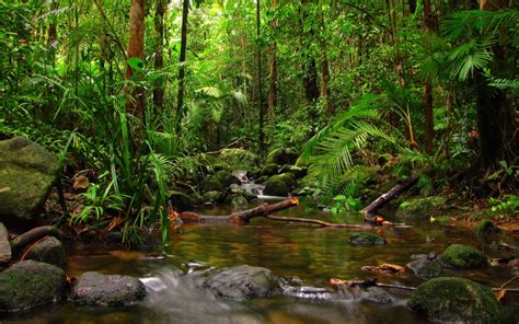 🔥 Download Rainforest Habitat Thinglink by @jerryl70 | Rainforest ...