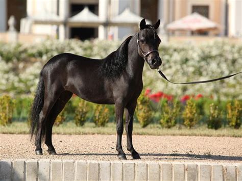 25 Things to Know About Miniature Horses | Always Pets