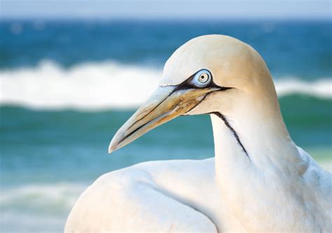 Weekly Photography Assignment: Seabirds - Nature TTL