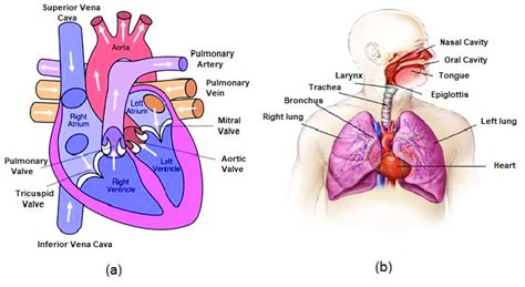 Heart And Lungs Diagram