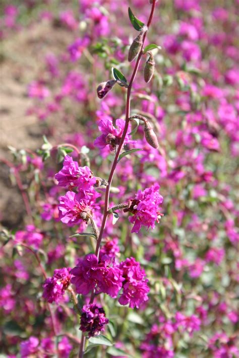 Clarkia - Elegant Purple - Oregon Wholesale Seed Company