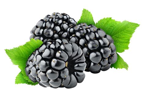 Blackberry Fruit Free Png Image Transparent HQ PNG Download | FreePNGimg