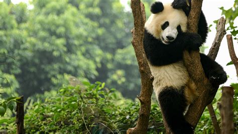 How pandas got their patches | Science | AAAS