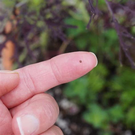 The Lord’s Possibilities: Planting Mustard - Garden In Delight