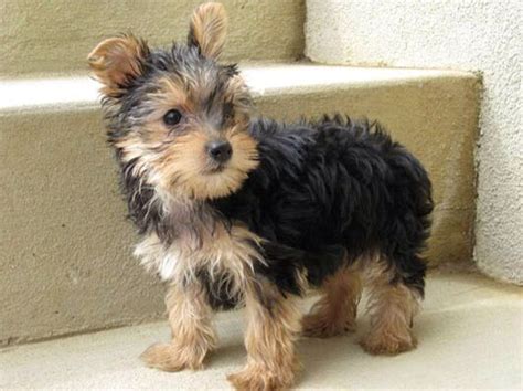 Teacup Yorkie Poo Full Grown Size - Pets Lovers