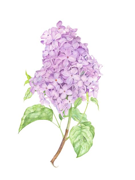 Lilac botanical illustration with watercolor | Lilac painting ...