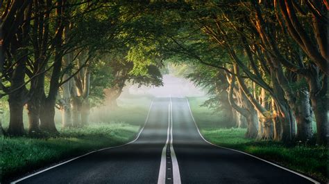 Forest Wallpaper 4K, Road, Mist, Avenue Trees, Plants