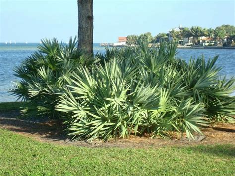 Buy Florida Friendly Plants - Largo and St. Petersburg | Landscape ...