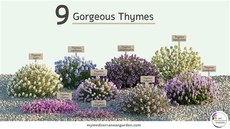 9 Thyme plants for your dry garden