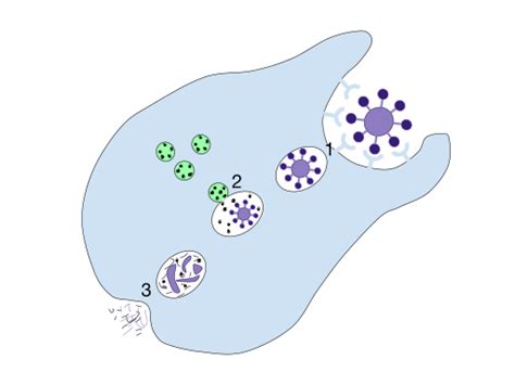 The Many Faces of Phagocytes - Tempo Bioscience