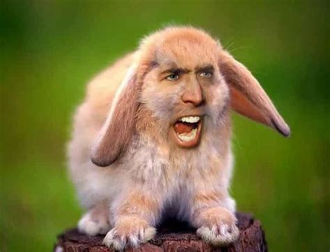 28 Amazing Nicolas Cage Face Swap Photos