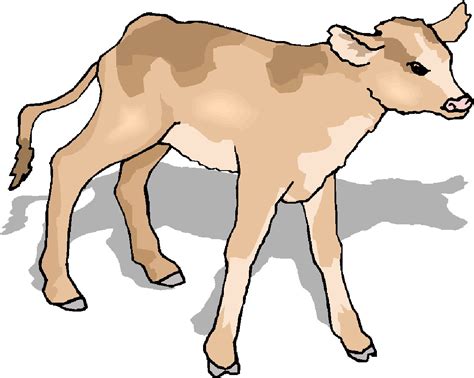 Baby Calf Clipart | Free download on ClipArtMag