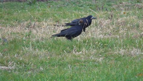 Crow Finds a Nut in Stock Footage Video (100% Royalty-free) 3563456 ...