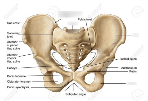 Posterior Pelvis Diagram | Quizlet