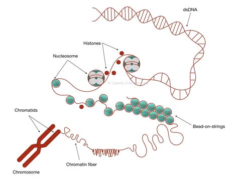 Inside Chromatin: Definition, Structure, and Function – Genetic Education