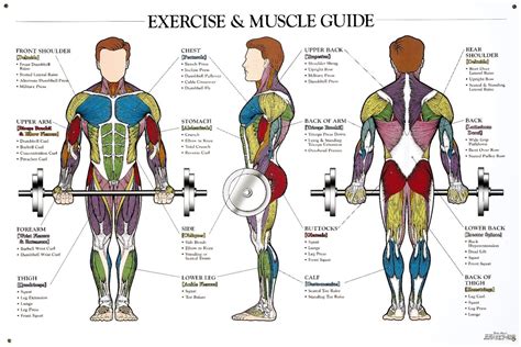 Exercise and Muscle Guide | Muscle anatomy, Body muscle anatomy ...