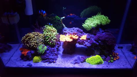 10 Gallon Saltwater Reef Tank - YouTube