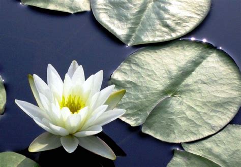 Gambar Bunga Teratai Putih | White lotus flower, Lotus flower seeds ...