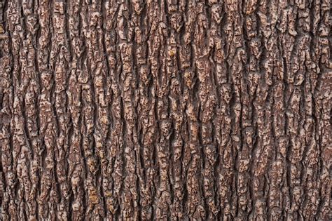 Free Photo | Relief texture of the brown bark of a tree close up