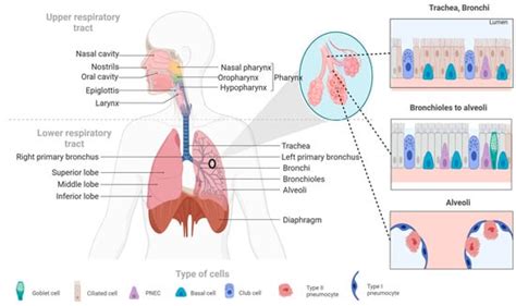 IJMS | Free Full-Text | Antifibrotic Drugs against Idiopathic Pulmonary ...