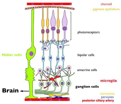 A schematic of the retina showing overall arrangement of retinal layers ...