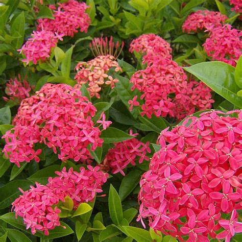 Plant of the Week: Ixora - VerdeGo