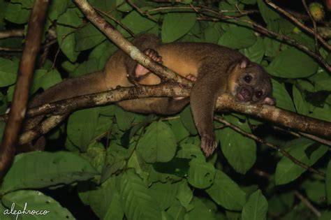 Kinkajou eating Rambutans – ALEPHROCCO