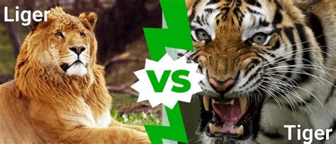 Liger vs Tiger: What are the Differences? - IMP WORLD