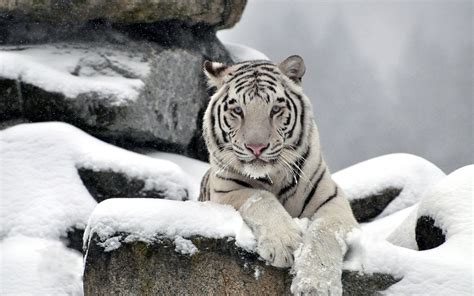 White Tiger Cubs Wallpaper (57+ images)