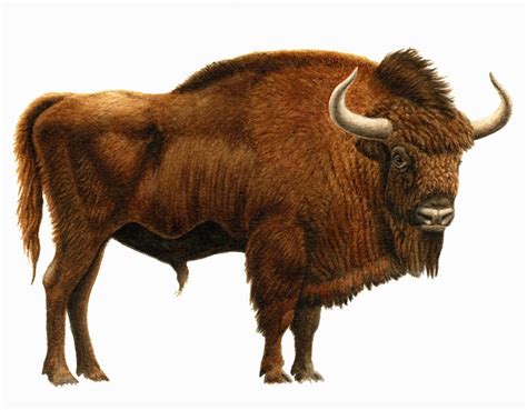 Steppe Bison or Bison priscus by Diego J. Alvarez Lao | Animais pré ...