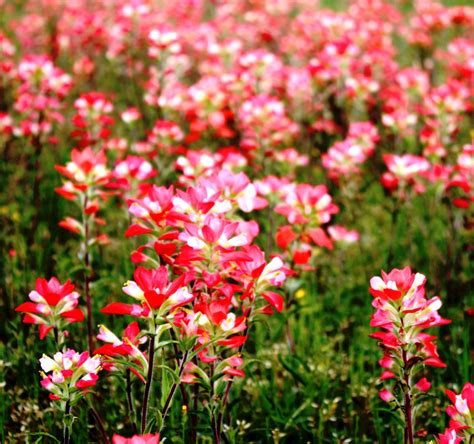 Indian Paintbrush- Reminds me of My Cabin and Grandma :) | Indian ...