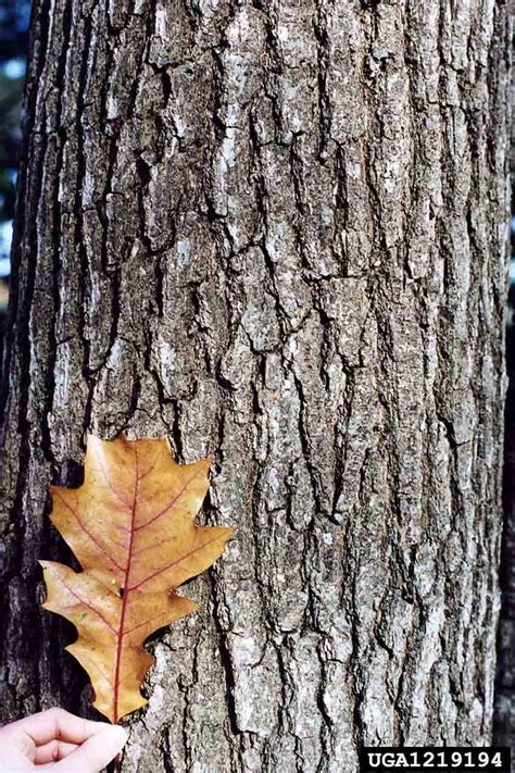 Arkansas Tree Database - Northern Red Oak