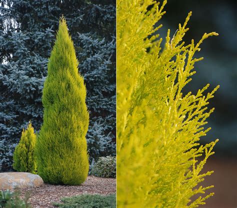 Cupressus macrocarpa 'Wilma Goldcrest' | Landscape Plants | Oregon ...