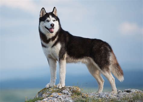 Do Husky Dogs Make Good Pets