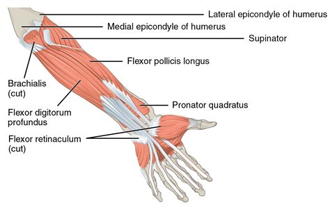 Medial Epicondylitis - Physiopedia