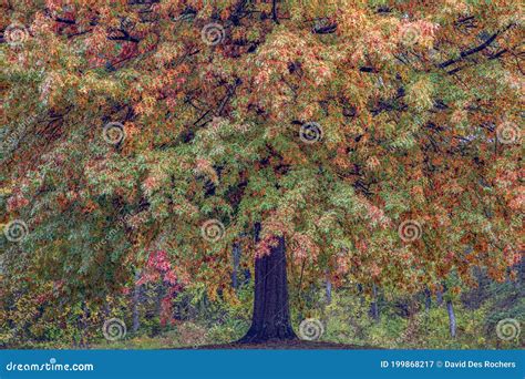 Northern Pin Oak Tree Changing Colors in Fall Stock Image - Image of ...