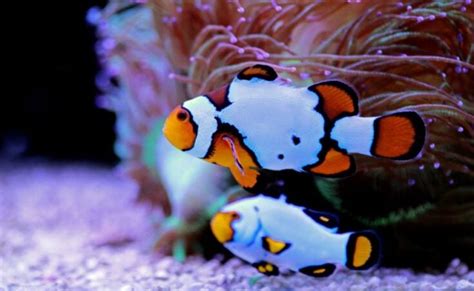 Clownfish Breeding Guide (Everything You Need to Know) - Avid Aquarist