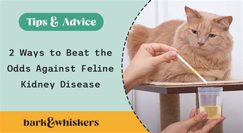 2 Ways to Beat the Odds Against Feline Kidney Disease