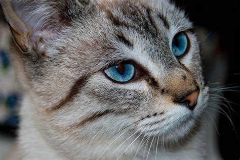 Grey Tabby Kitten With Blue Eyes