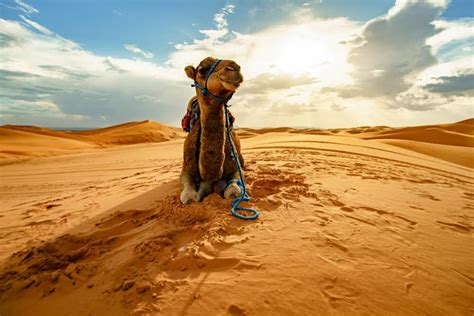 Ride a Camel in the Sahara Desert - Trips To Morocco