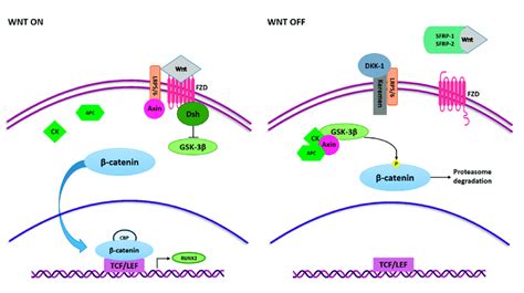 Wnt/β-catenin signaling pathway in osteogenesis. Wnt ligands interact ...