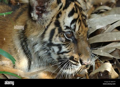 Bengal tiger cub Stock Photo - Alamy