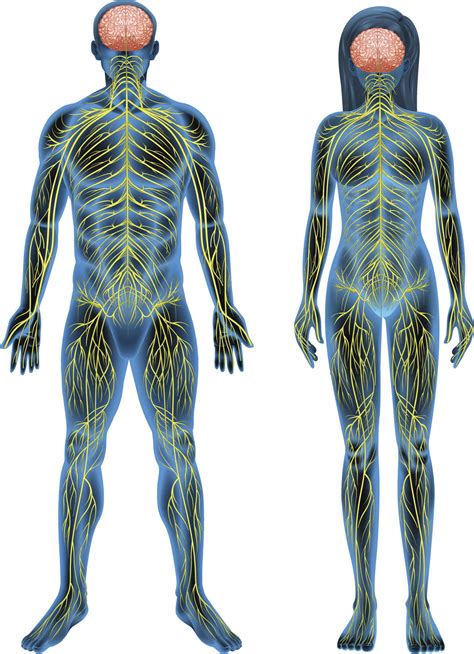 Human Nervous System Structure and Functions Explained With Diagrams ...