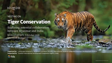 Tiger conservation: Exploring potential collaboration between Myanmar ...