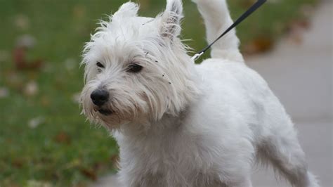 The Adorable West Highland White Terrier and Westie Mix Breeds: A ...