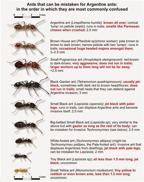 Texas Ant Identification Chart