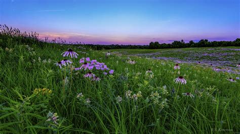 Here's Our Guide to Growing Native Plants • Missouri Life Magazine