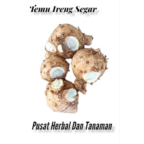 Jual Temu hitam/temu ireng segar 1 kg | Shopee Indonesia