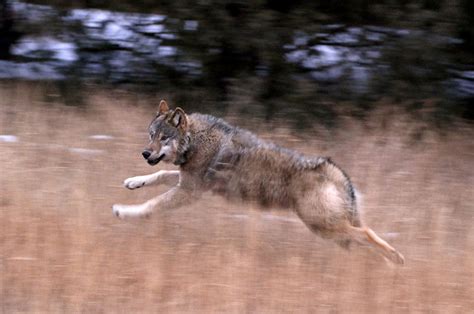 Colorado officials capture, relocate five more Oregon wolves, complete ...